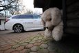 Forumowicze Subaru niosą pomoc potrzebującym psom - 11